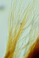 Inonotus munzii
