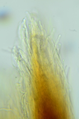 Inonotus munzii