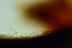 Inonotus munzii