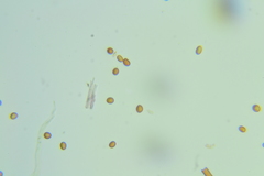 Inonotus munzii
