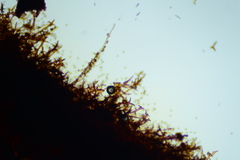 Inonotus munzii