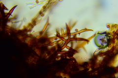 Inonotus munzii