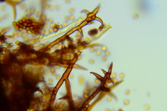 Inonotus munzii