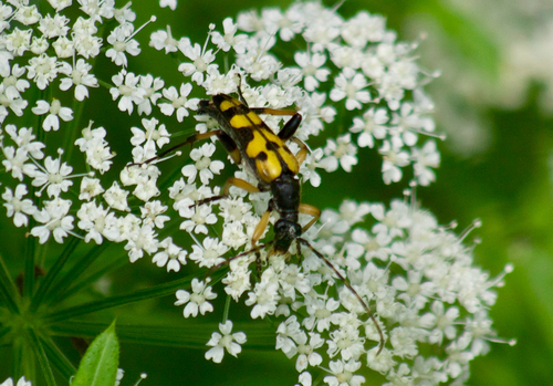 Spotted Longhorn Beetle
