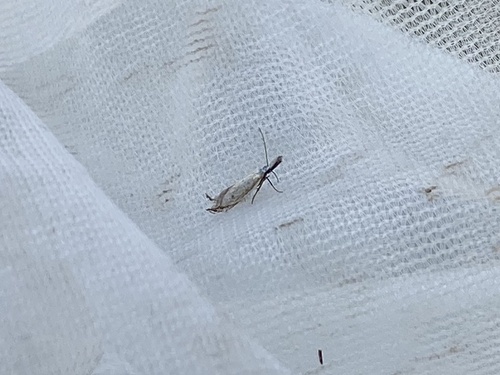 Holoscolia huebneri