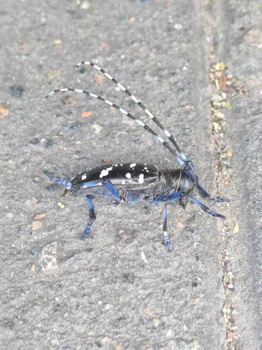 Asian Longhorned Beetle