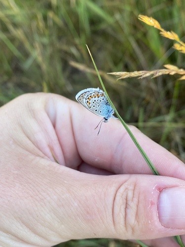 Silver-studded Blue