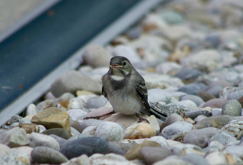 White Wagtail