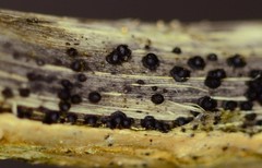 Leptosphaeria acuta