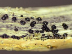 Leptosphaeria acuta
