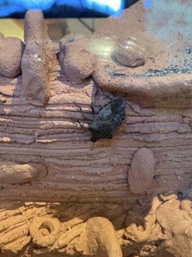 Brown Marmorated Stink Bug
