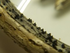 Leptosphaeria acuta