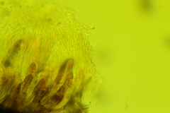 Leptosphaeria acuta