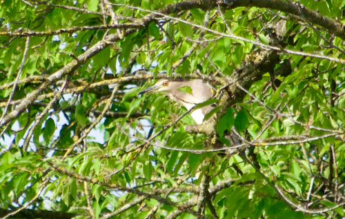 Black-crowned Night Heron