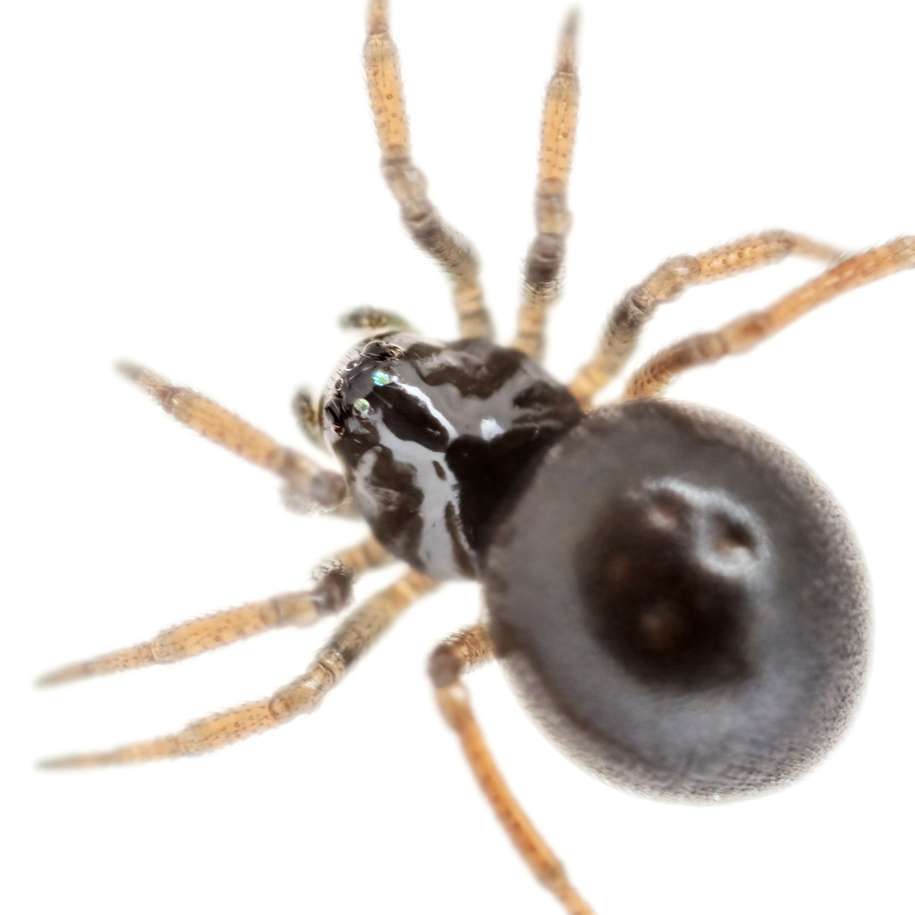 Ceratinella brevipes