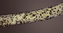 Leptosphaeria acuta