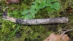 Leptosphaeria acuta