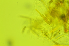Leptosphaeria acuta