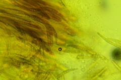Leptosphaeria acuta