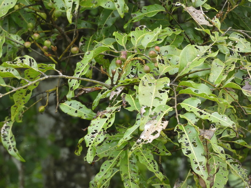 Elattostachys apetala observed 2026-05-31