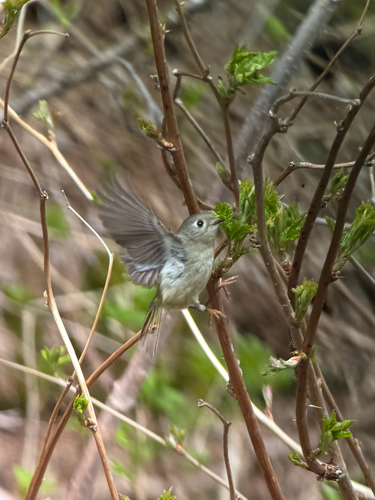 Ruby-crowned Kinglet photographed in Alaska