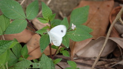 Leptosia nina niobe
