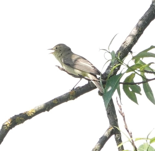 Icterine Warbler