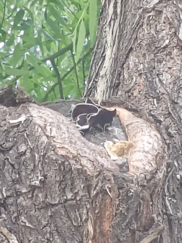 Wood Ear mushroom