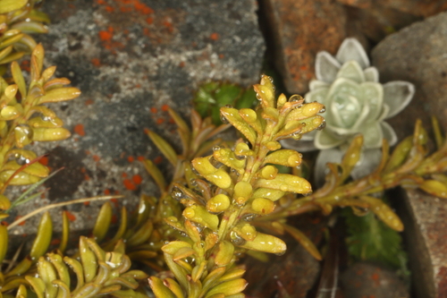 Podocarpus nivalis, photograph 4