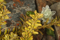 Podocarpus nivalis, photograph (c) Jacob Littlejohn, some rights reserved (CC BY-SA)