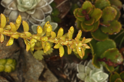 Podocarpus nivalis, photograph 5