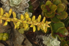Podocarpus nivalis, photograph (c) Jacob Littlejohn, some rights reserved (CC BY-SA)
