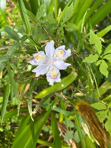 Fringed Iris