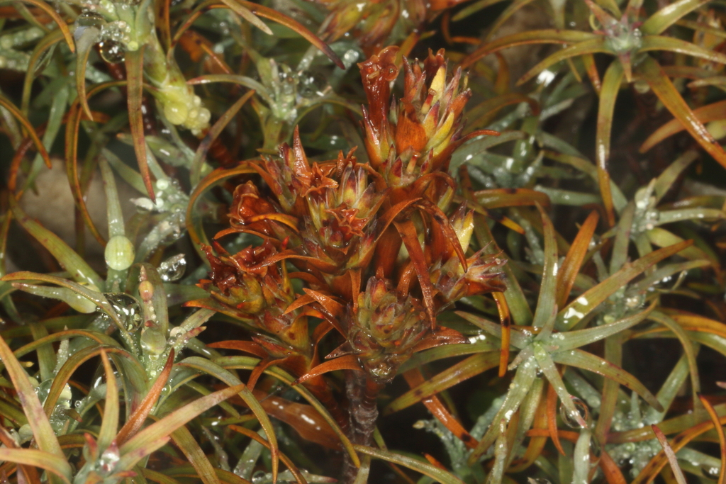 Dracophyllum recurvum; photograph (c) Jacob Littlejohn, some rights reserved (CC BY-SA)