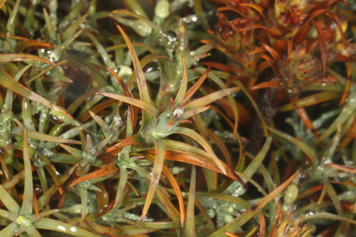 Dracophyllum recurvum, photograph 6