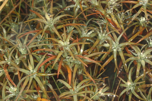 Dracophyllum recurvum, photograph 5