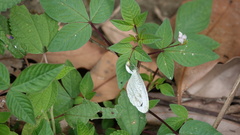 Leptosia nina niobe