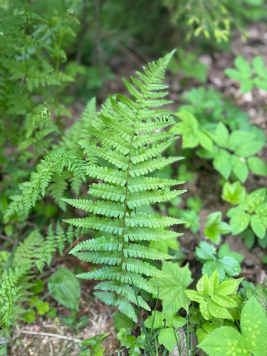 male fern