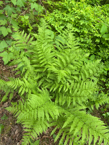lady fern