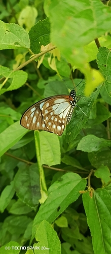 Veined Swordtail