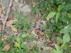 Leptosia nina niobe