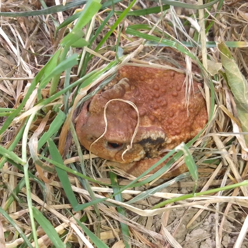Spiny Toad