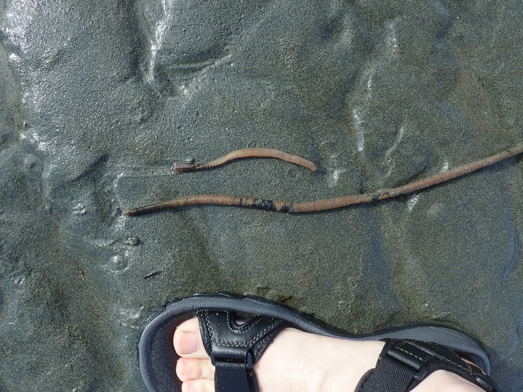 Pseudopotamilla occelata