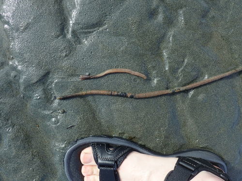 Pseudopotamilla occelata
