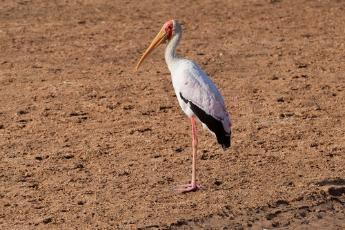 iNaturalist image