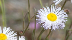 Erigeron multiceps