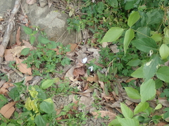 Leptosia nina niobe