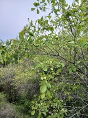 Ulmus macrocarpa