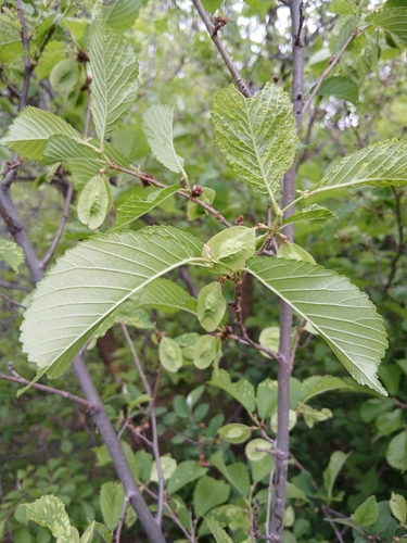 Ulmus macrocarpa, photograph 2