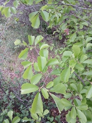 Ulmus macrocarpa, photograph (c) Святослав Власенко, some rights reserved (CC BY)
